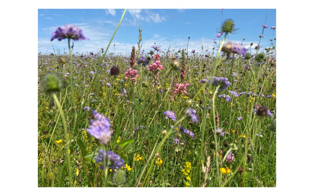 Glorious Cotswold Grasslands