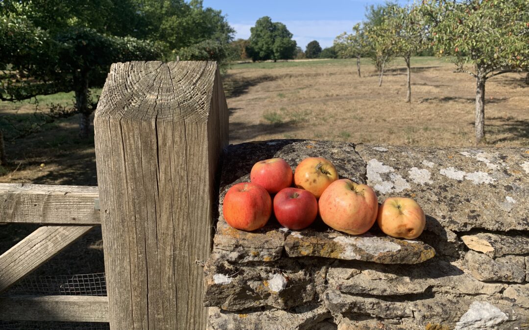 Gibson’s Organic Liqueurs